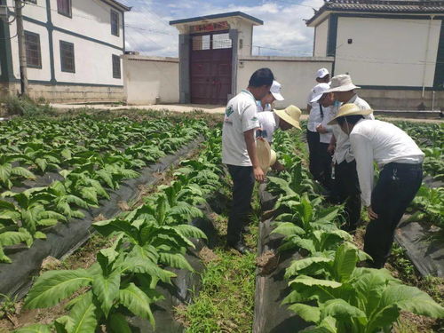 顺丰洱海环保股份农化服务队开展绿色烟叶种植技术提升培训活动
