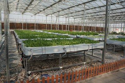 水培蔬菜种植玻璃温室大棚简介、蔬菜种植考虑的因素有哪些