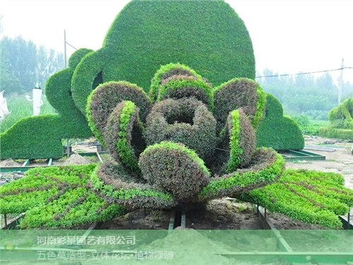 河南创意植物绿雕制作公司 创新服务 河南彩景园艺供应